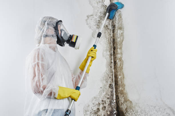 New Lexington, OH Mold Removal Company