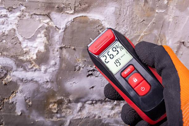 Best Affordable Mold Removal  in New Lexington, OH